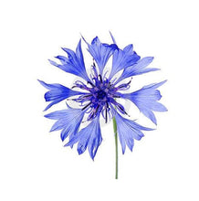 Cargar imagen en el visor de la galería, KIT VENATORI PER FIORI CENTAUREA CYANUS &amp; GIACINTO
