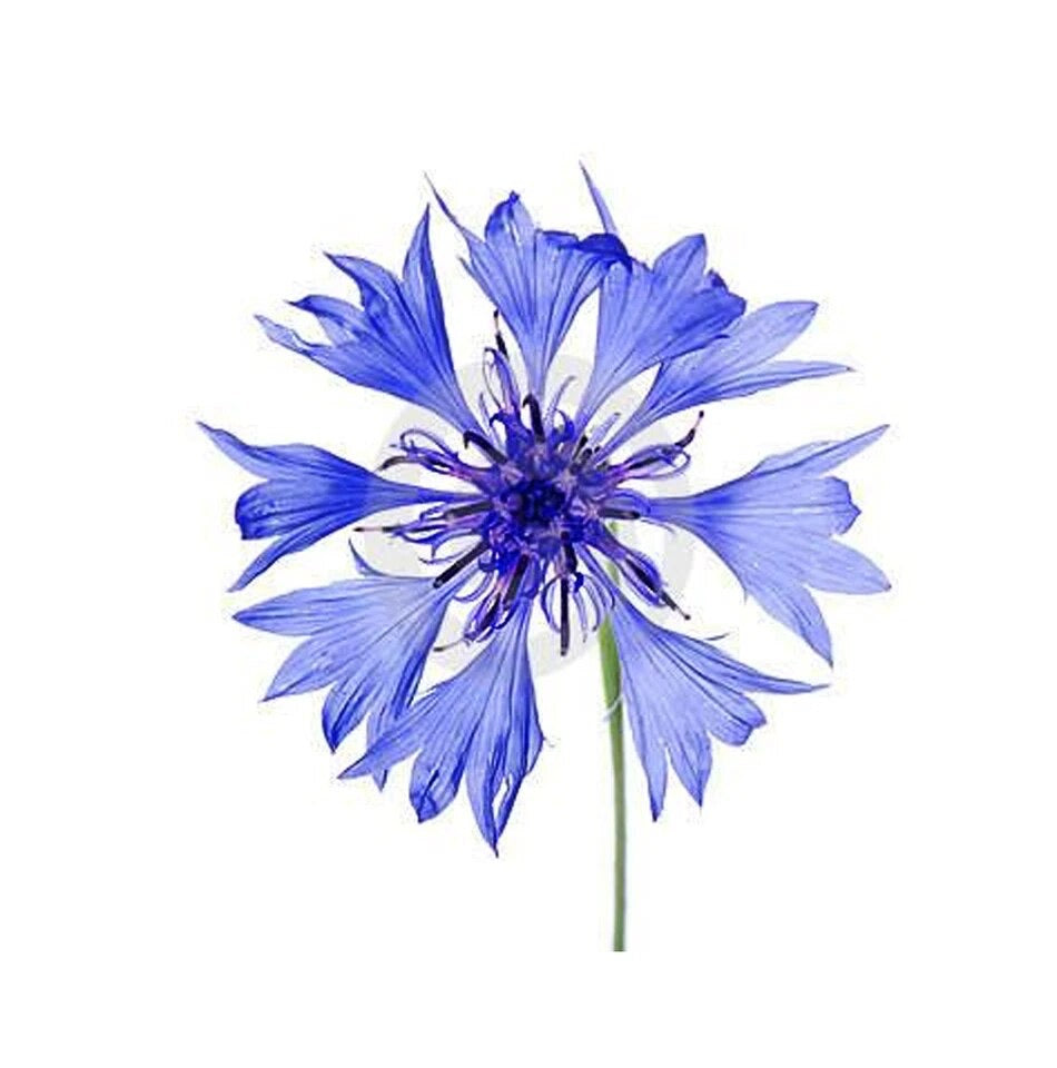 KIT VENATORI PER FIORI CENTAUREA CYANUS & GIACINTO