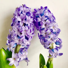 Cargar imagen en el visor de la galería, KIT VENATORI PER FIORI CENTAUREA CYANUS &amp; GIACINTO
