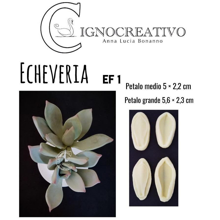 VENATORE PER PIANTA GRASSA ECHEVERIA EF1 Cignocreativo