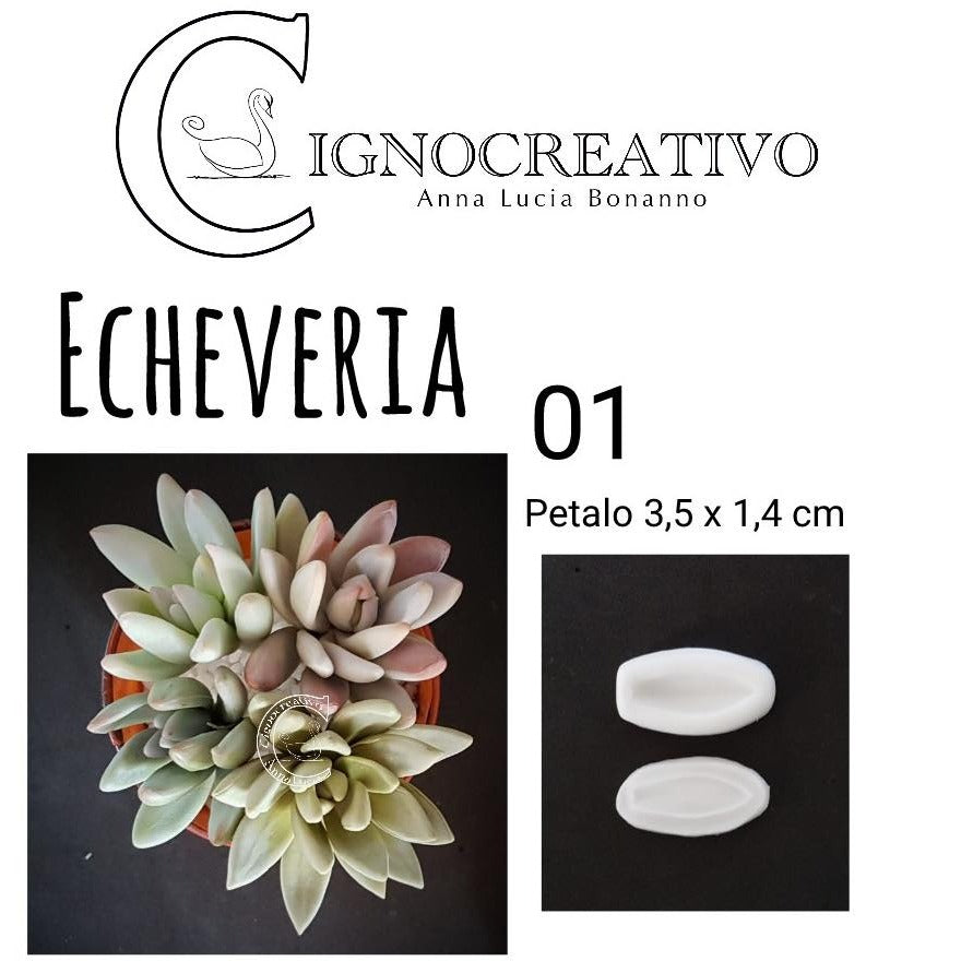 VENATORE PER PIANTA GRASSA ECHEVERIA 01 Cignocreativo