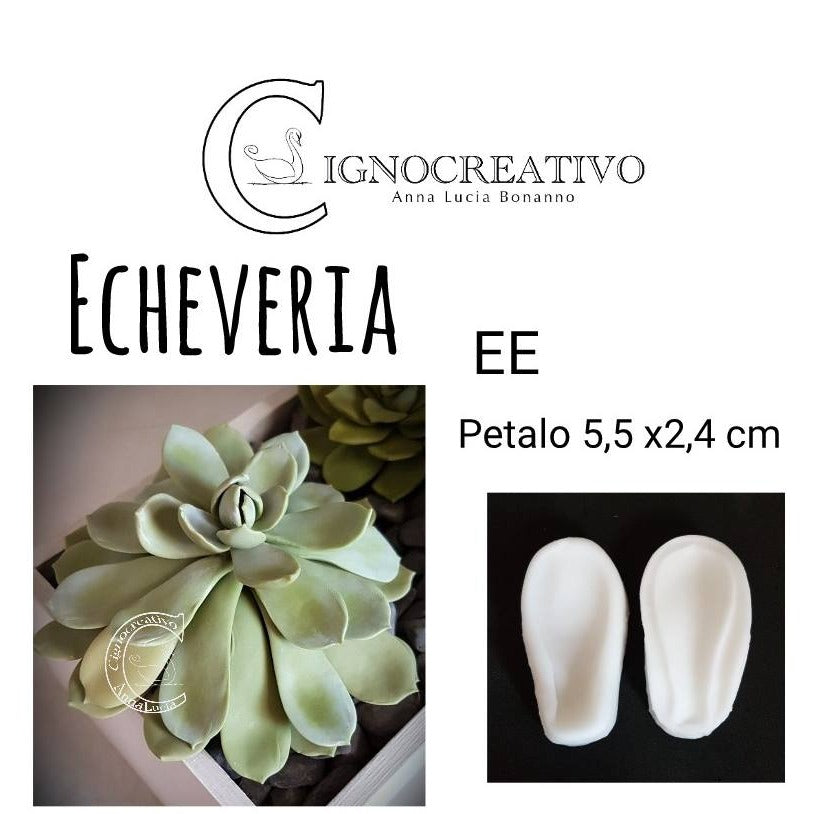 VENATORE PER PIANTA GRASSA ECHEVERIA EE Cignocreativo