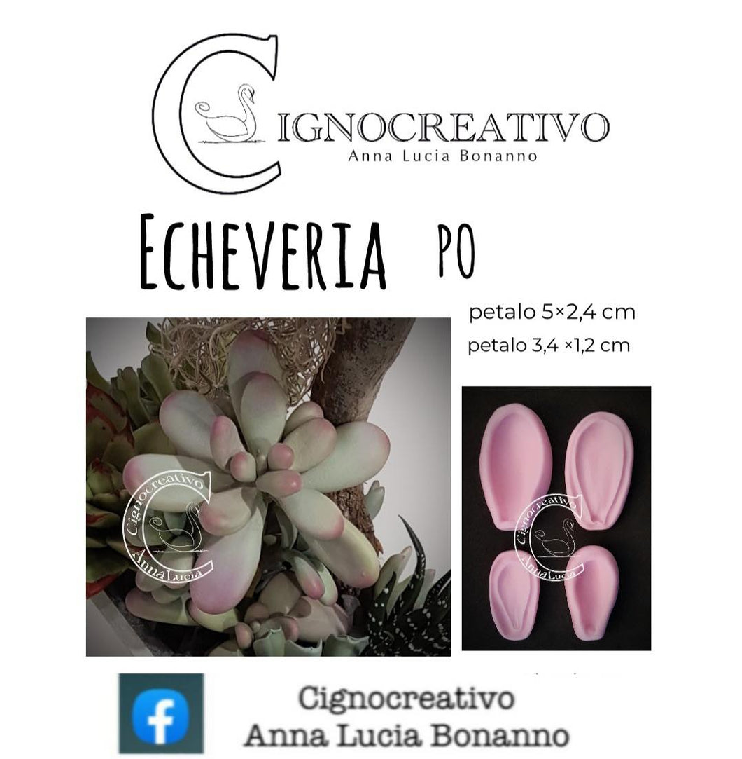 VENATORE PER PIANTA GRASSA ECHEVERIA P0 Cignocreativo