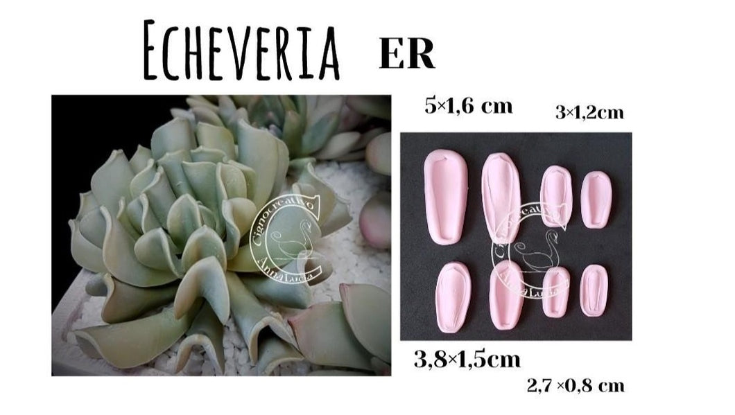 VENATORE PER PIANTA GRASSA ECHEVERIA ER Cignocreativo