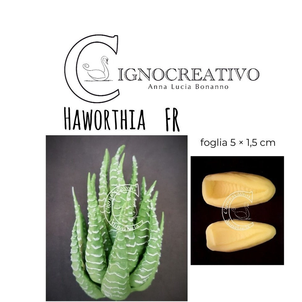 VENATORE PER PIANTA GRASSA HAWORTHIA FR Cignocreativo