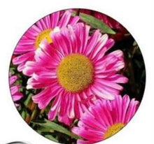 Load image into Gallery viewer, Petal steel cutter
